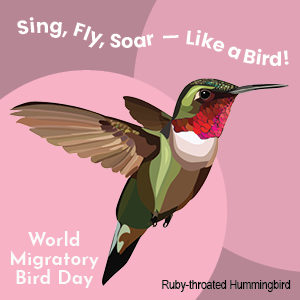 2021 wmbd hummingbird