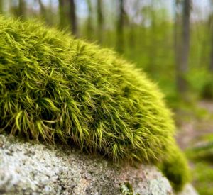 mossy rock that looks like a head of hair
