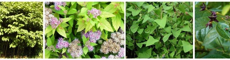 Management Strategies For Invasive Plants | Pennsylvania Parks And ...