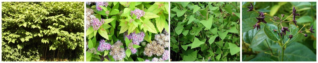 Management Strategies For Invasive Plants | Pennsylvania Parks And ...