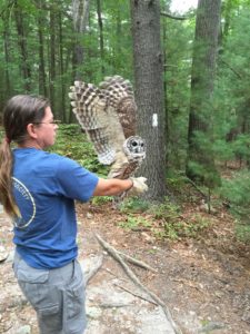 Wildlife Biologist Aura Stauffer, owl release
