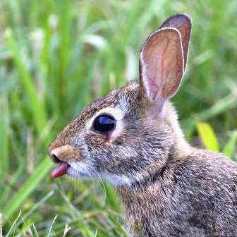 20210718 stan corley rebellious rabbit shawnee