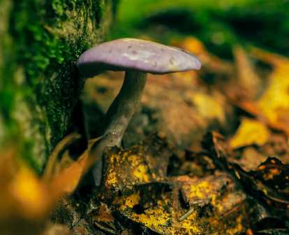 20210719 calvin dziewulski purple cort shroom ohiopyle