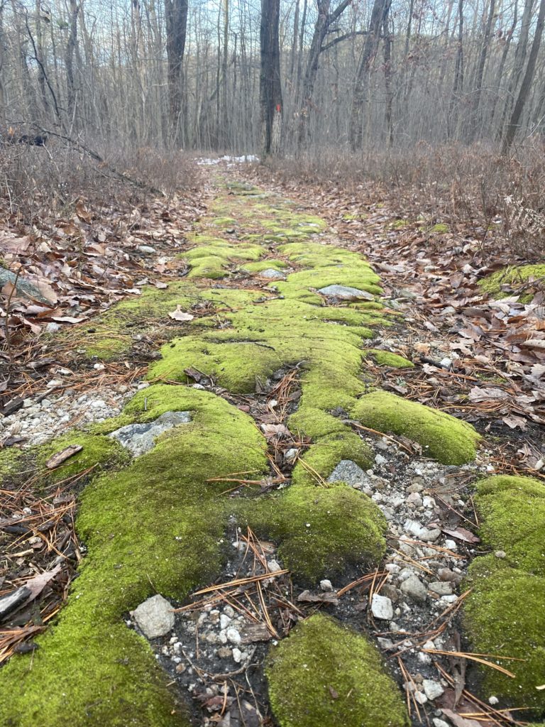 Kings Gap moss covered trail