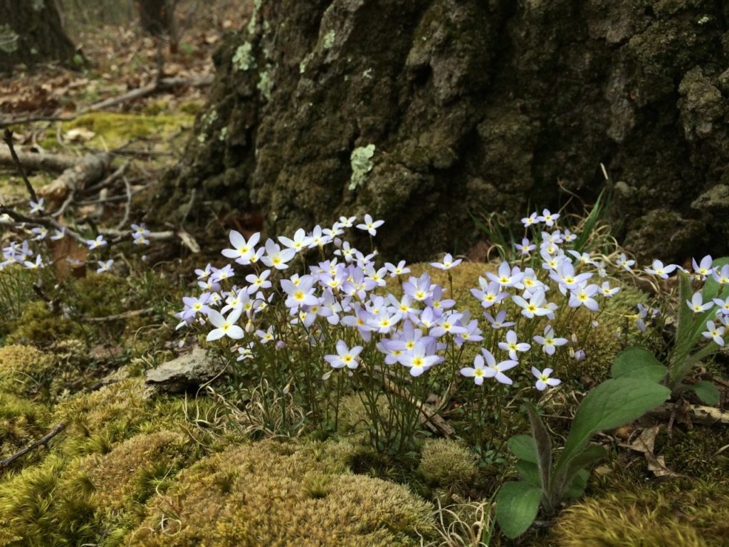 low-growing periwinkle colored spring wildflowers along tree and moss taken at Racoon Creek State Park