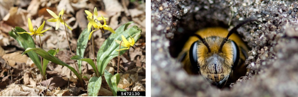 Trout lily and a Miner bee