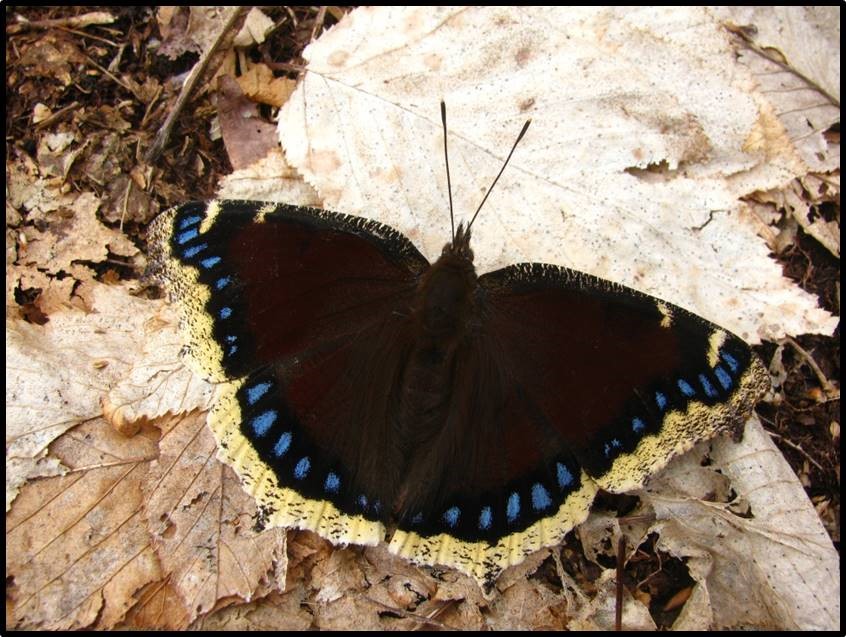 The Mourning Cloak is one of the first butterflies to emerge from hibernation in late winter or early spring photo by Jason Ryndock PNHP.