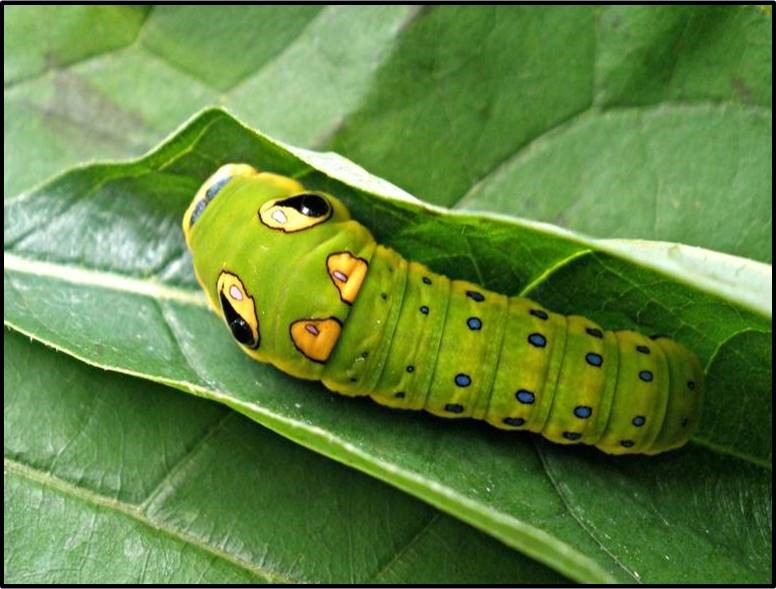 The Spicebush Swallowtail caterpillar appears to be a snake mimic a defense perhaps most effective against Neotropical migratory birds photo by Ansel Oommen Bugwood.org .