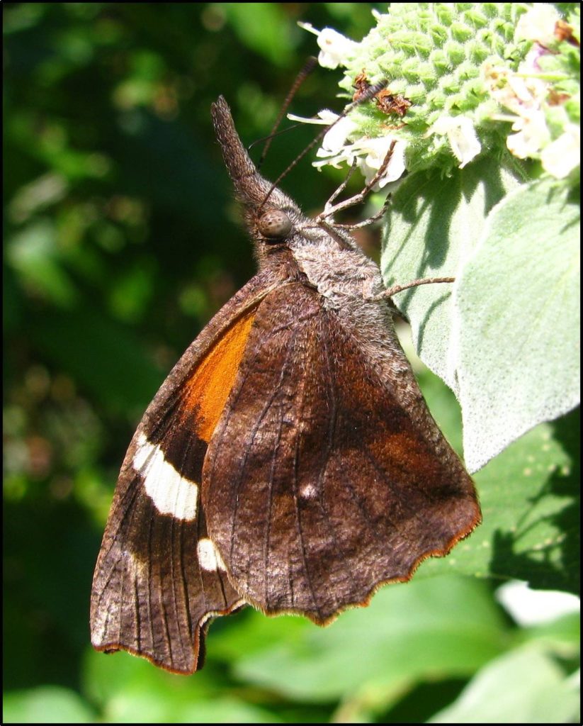 The offspring of this American Snout butterfly will not likely survive the Pennsylvania winter but may at least feed some birds photo by Jason Ryndock PNHP
