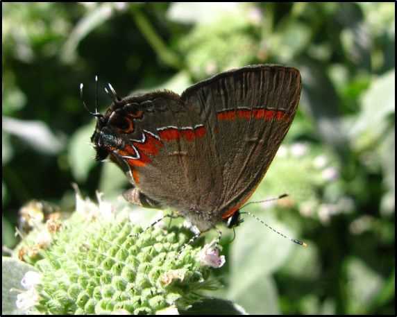 This Red-banded Hairstreak has graduated from a diet of dead leaves to a more respectable one of showy mountain-mint nectar…its false head is a decoy for jumping spiders; photo by Jason Ryndock (PNHP).
