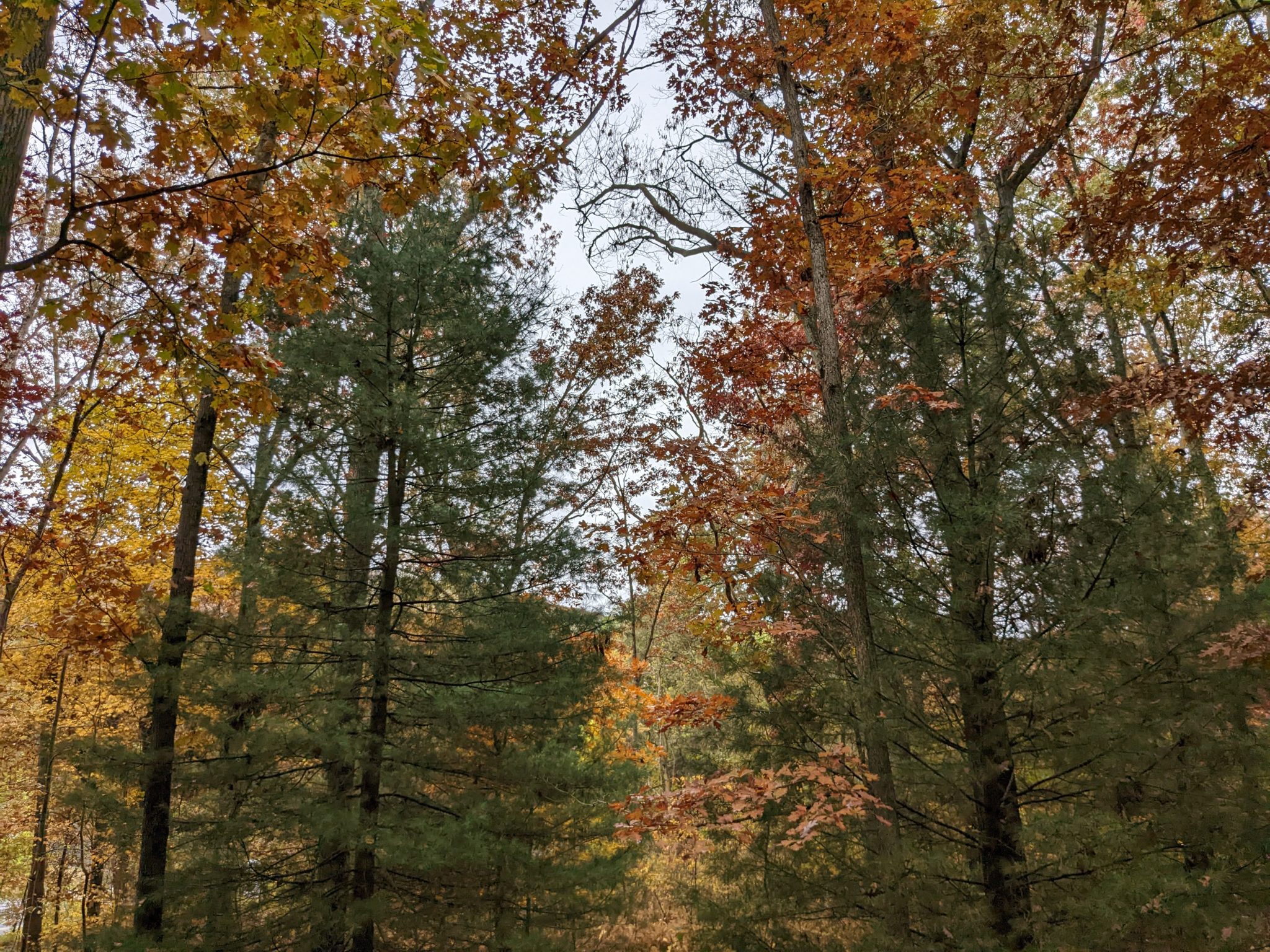 Habitat Restoration in Michaux State Forest