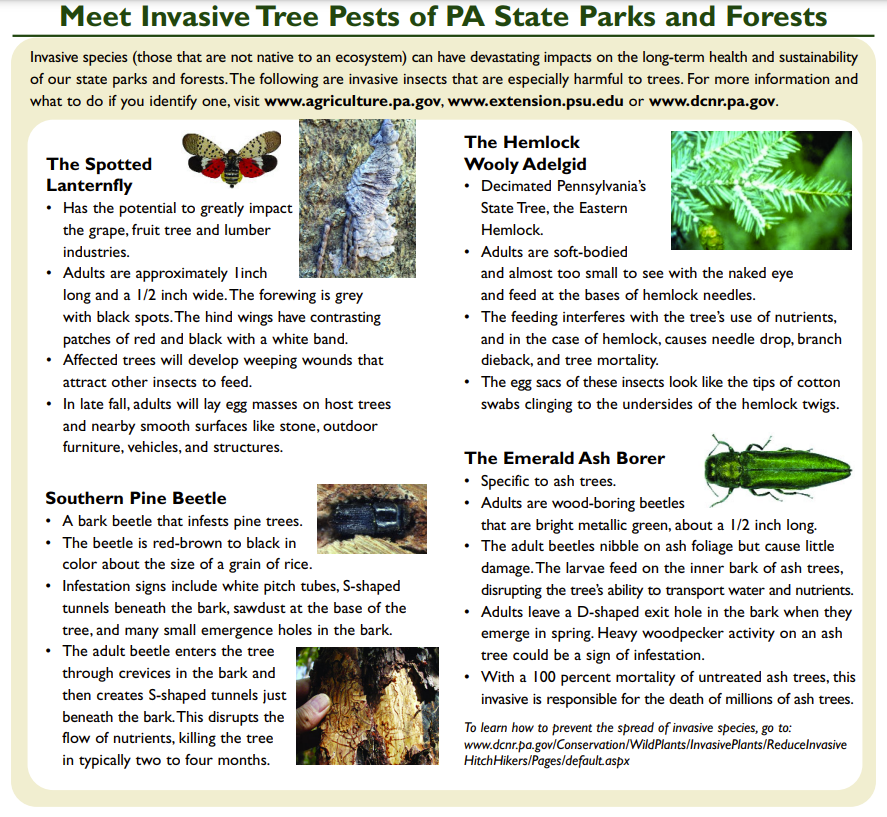 Meet Non-Indigenous Tree Pests of PA State Parks and Forests