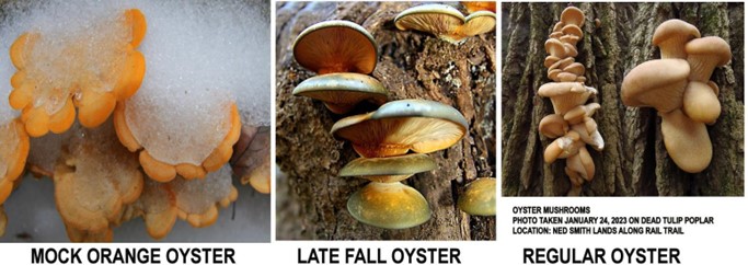 Winter Fungi 2 Jerry Hassinger