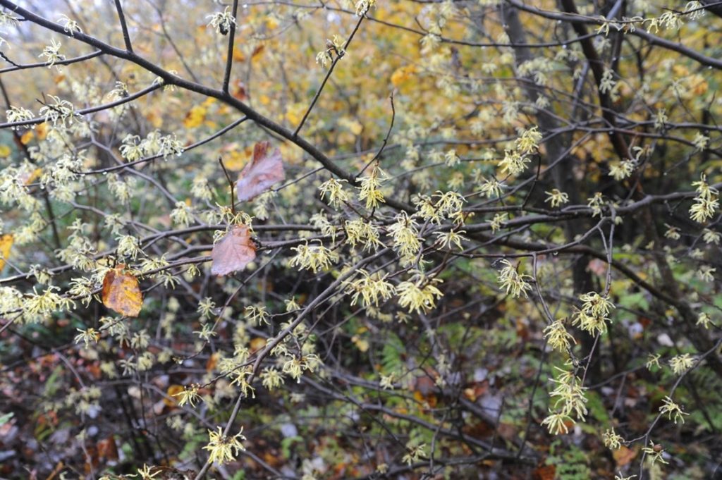 Photo of Witch Hazel leaves