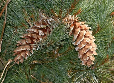 Pinus ayacahuite Mexican White Pine photo by Silversyrpher.