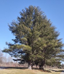 Pinus strobus Eastern White Pine. Photo by Kent Taylor, Mercer County PA.