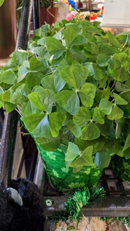 A potted plant in the genus Oxalis sold as shamrock at local store