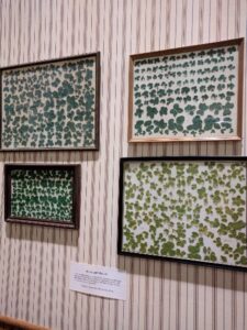 An individuals collection of four leaf clovers at the Glenn H Curtiss Museum.