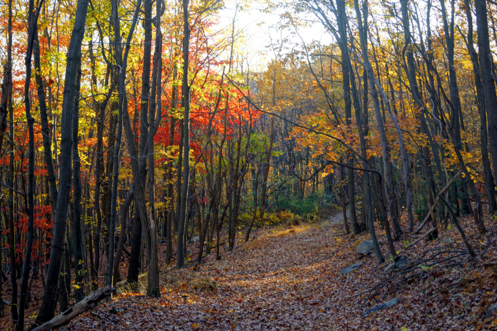 LarryLaird Capture the Seasons Michaux Forest appalachian trail