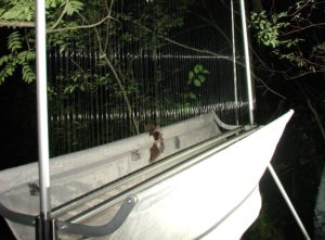 Researchers use harp traps and nets to capture flying bats at hibernacula and travel corridors.