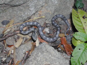 Baby Black Rat Snake