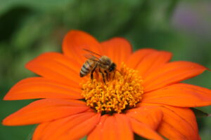 Honey bee worker on Tithonia, The Center for Pollinator Research