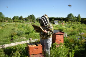Kate Anton, research technologist for the Grozinger Lab at Penn State inspects a honey bee hive at The Arboretum at Penn State, Heather Frantz