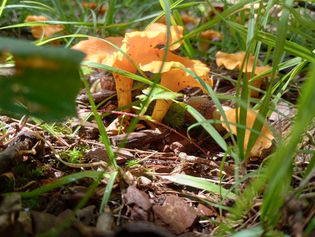 Orange cone shaped mushrooms clustered in a patch of damp forest floor covered in grass and dead leaves