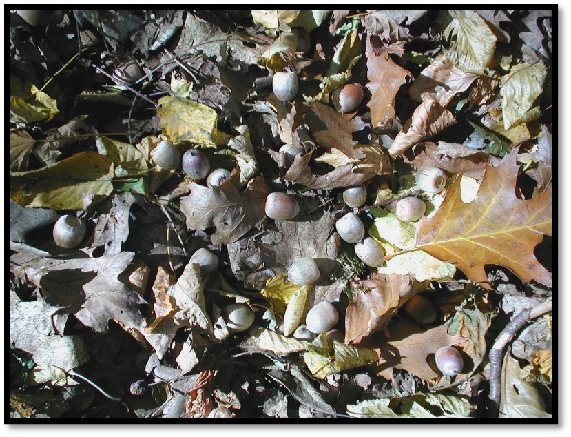 Scattered acorns are shown along the forest floor amongst fallen leaves in the fall