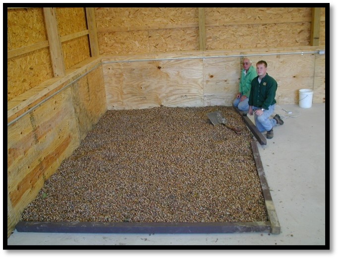 An 8 foot by 10 foot shallow bin sits on the ground in a shed about 3" deep of acorns. 