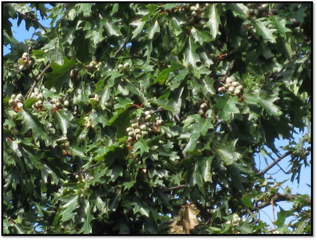 An abundance of acorns are visible in clusters among green leaves while looking up.