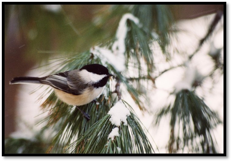 A Black capped chickadee sits on a big needled pine tree bough also covered in snow