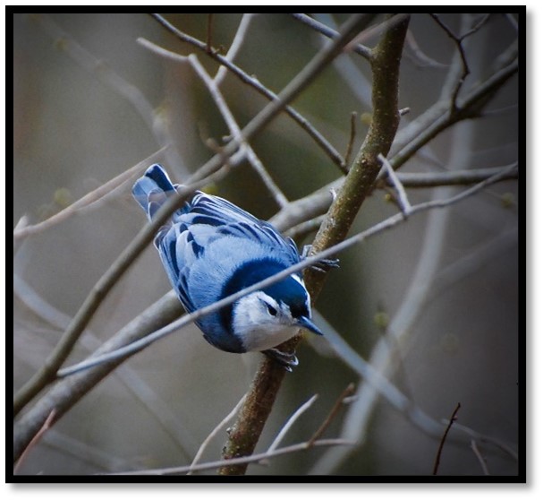 A blue and white White breasted nuthatch perches in a tree with no leaves looking for a snack