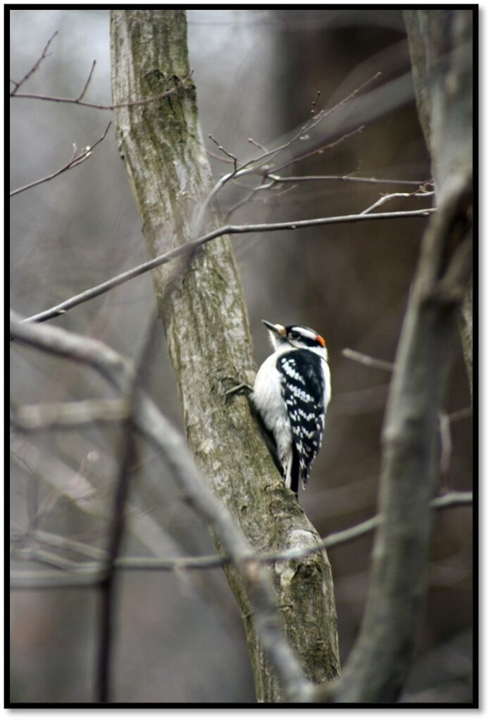 A black and white Downy woodpecker sits on a thicker trunk evaluating where to dig in for a meal during the winter months