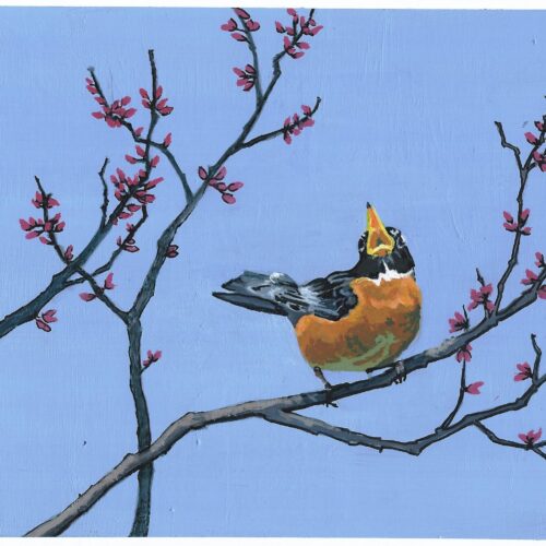 01 robin of spring