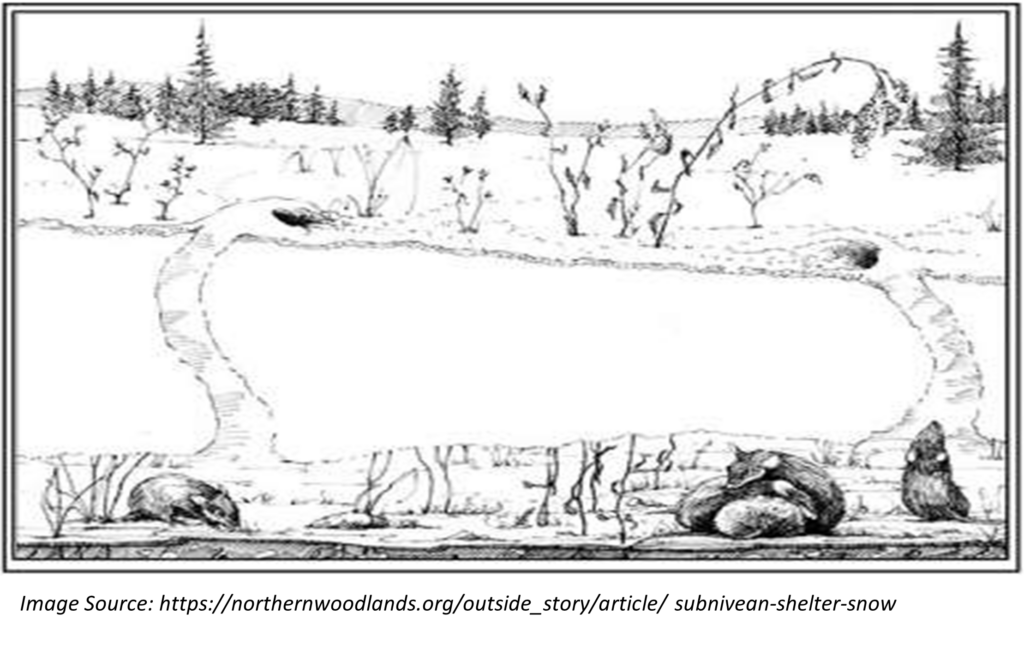 A black and white sketch illustration shows a side cut of land where there is snow on the top layer and tunnels into the ground that show critters sleeping underground.