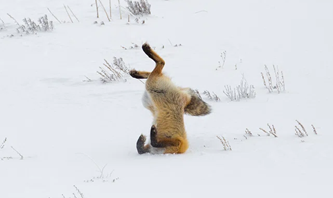 A red fox is shown with it's head in the snow and all 4 legs in the air like he's doing a headstand while he tried to find a snack under the snow.