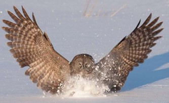 An owl has its lower half buried in the snow trying to pull a critter up while his winges are spread to take back off. Snow is errupting from the ground around him where he has made the sudden impact to grab the critter. 