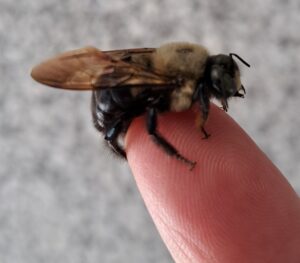 A bumble sits on the tip of a white persons finger with gravel ground in the background