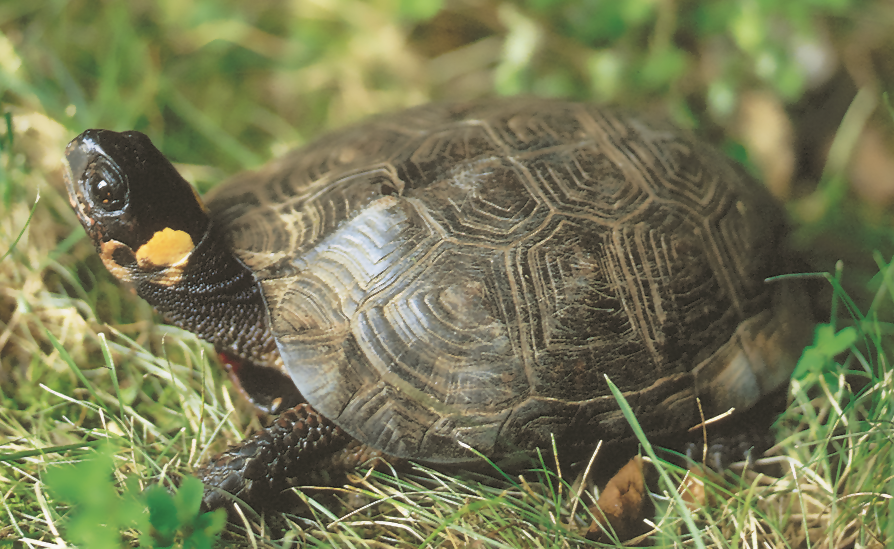 Sunning the Bog Turtle: Maintaining PA Wetlands for Bog Turtle Habitat ...