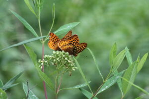great spangled fritillary on frostweed by Tasha Ferris in Moshannon State Forest