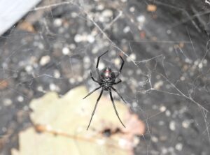 The underside of a black widow spider is visible with its 8 legs at natureal relaxed positions. It is is hanging in the middle of the web. 