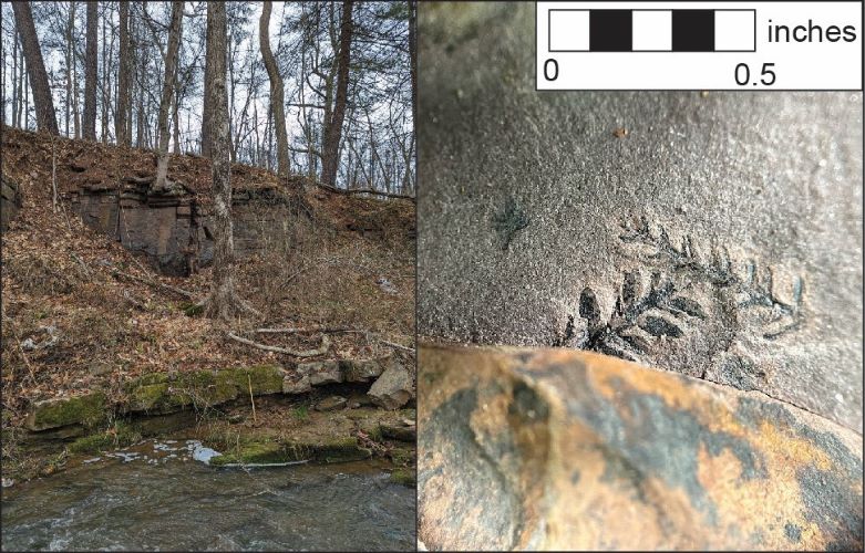 Image is split into to two - the left half shows a creek and sloped shoreline in the fall or early spring before things get green. The righ thalf shows a medium grey textured rock with a clear imprint of a stem and tiered leaves in the fossil.