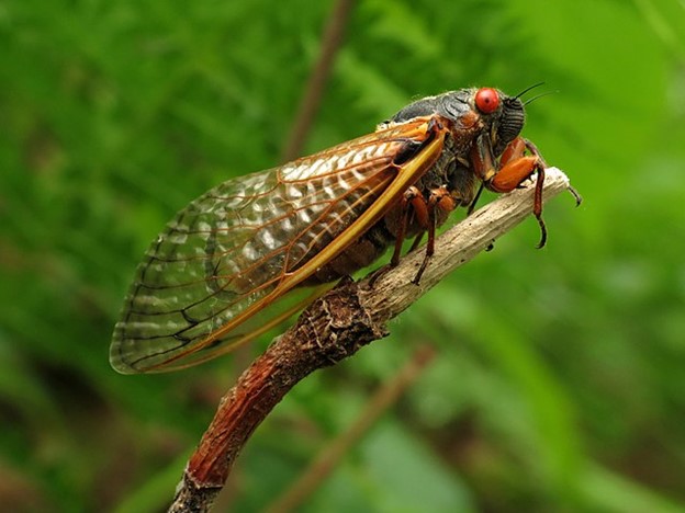 Side view of a cicada shows detail in the thin, web like wings that are yellowish on a black brown body, and reddish brown legs and eyes hanging out on a stick in the woods. 