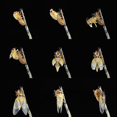 A series of photos with a black background to single out the molting process of the cicada in 9 different shots. 