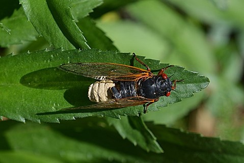 Photo shows a top view of a cicada hanging out on a leaf. 