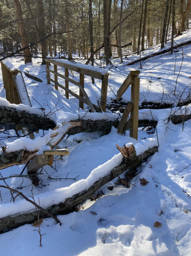 A wooden foot bridge covered in snow has a tree that crashed through both sides of handrails.