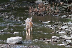 A doe leans her head on the back of her no longer spotted fawn while both of them stand in a rocky shallow stream of water along a mountainside. 