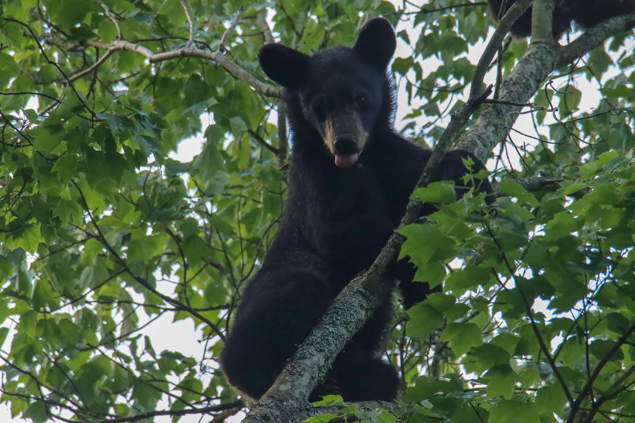 Look, But Don’t Touch- Appreciating Nature By Keeping Wildlife Wild 