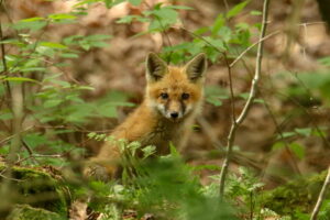 A young red fox sits in a section of ferns on a forested ground.